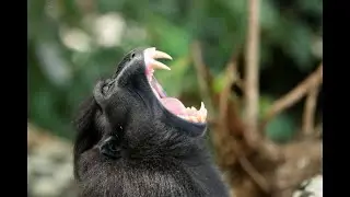 Yawn