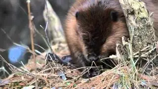 beaver  Бобр