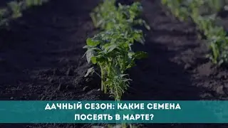 Дачный сезон: какие семена посеять в марте?