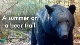A summer on a bear trail