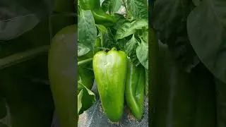 ОТКРЫТИЕ ГОДА! Сладкий перец КАРПАТИЯ