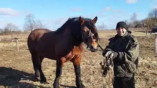 ЛОШАДИ🐎 ЦЫГАНСКИЙ ЖЕРЕБЕЦ МАЛЫШ ПРИЦЕНИВАЕМСЯ