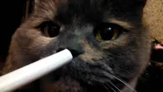 Кошка и зонтики