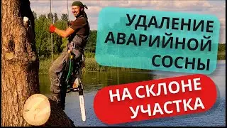 Удаление аварийного дерева на склоне участка | Киевская обл. | Экомир Украина