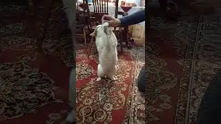 Кошка встаёт на задние лапы