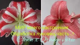 Гиппеаструм гибрид Clown x Orange varie обработка луковицы перед посадкой,ч.3