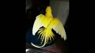 Parrot Talking - Smart And Funny Parrots Video | EP668