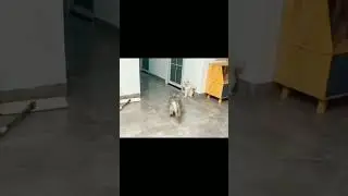 senjata makan tuan