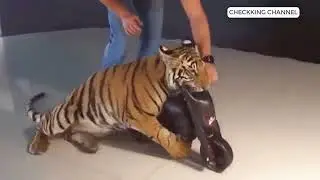 Cute tiger who thinks of himself as a cat loves to lie on a swing and ride toy motorcycle