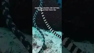 Sea snakes mating