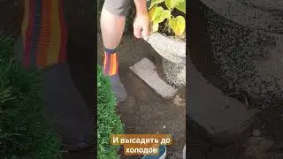 Осенние посадки в саду. 