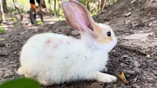 Rabbit relaxing