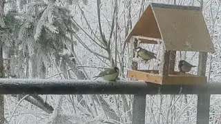 кормление замерших и голодных