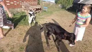 телочка упала на ноги не знаю что делать
