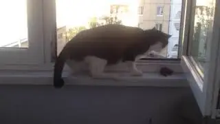 Мой кот