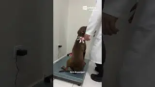 Você já conhece nosso NPV ? 🐕🐕‍🦺| Descomplica UniAmérica