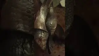 Караси.Плавали,плавали и доплавались.