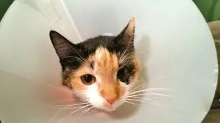 POOR KITTY CATS