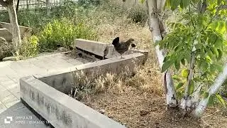 How beautiful it is to watch a hen and her chicks leave the garden for their hideout as the sun sets