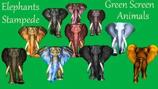Elephants Stampede Running Green Screen Blue Screen Black Screen HD Green Screen Video