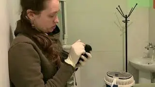 ANGRY BIRDS: the redwing, the blackbird and the woodpecker vs the veterinarians