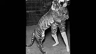 Bali Tiger (Panthera Tigris Balica) Scientifically Accurate Vocalization Sound Recreation