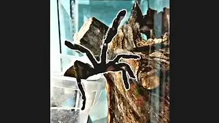 Creepy and beautiful tarantula - Psalmopoeus irminia