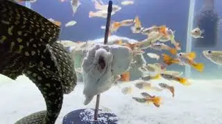 Feeding Chicken Drummet To Pleco