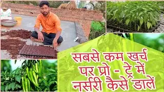Mirch ki nursary taiyar karne ka sabse sasta sahi tarika! मिर्च की नर्सरी कैसे तैयार करें #mirch