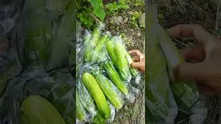 Pipino||Pangalawang harvest