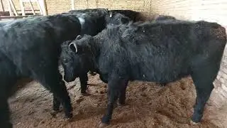 АБЕРДИНА АНГУСНИ ЗОРЛАРИДАН 👍✊️945570995  990670110  903057667. Адрес бувайда туманида.