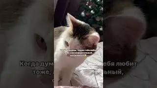 #мойпитомец #животные