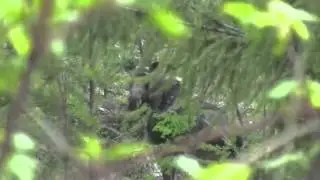 MTBOB.COM - Elk herd, rocky mountain sheep and mroe