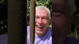 FIND OUT If REED aka Rogoz is edible 