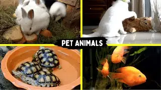 Pet Animal Names & Sounds | Learn Animal Names
