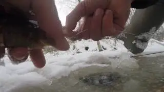 На что ловить ротана зимой, ловля ротана на креветку, видео rybachil.ru