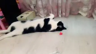 Плохой и хороший корм для кошек СРАВНЕНИЕ трёх КОРМОВ с котом Барском КАК ОПРЕДЕЛИТЬ ХОРОШИЙ КОРМ?