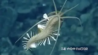 Unveiling the Mysterious World of Ocean Worms