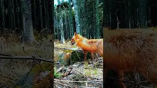 Дикая лиса по имени Чуча.