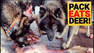 Dog Pack Eats Deer Carcass - Alpha Dog Maintains Order