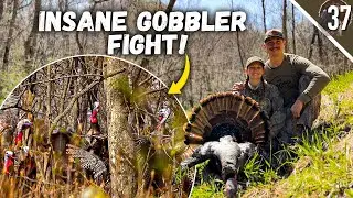 8 Gobblers FIGHT in GUN RANGE! - Minnesota Public Land