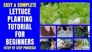 Lettuce Planting Tutorial for Beginners (EASY Step by Step Procedure) | Smart Hacks 101