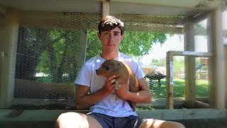 They are taking my animals...