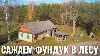ИСТОРИИ ПРО ХУТОР В ЛЕСУ ,ТЕХНИКУ И ПАСЕКУ. САЖАЕМ ФУНДУК В ЛЕСУ.