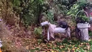 Funny Cat at Autumn Morning