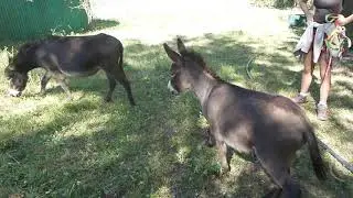 Introduction d'un âne dans un troupeau. A Bel'Âne faut surveiller !