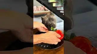 Medalhão de Mignon 🐾 Nossa Rotina 