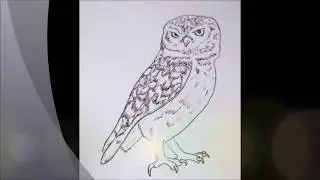 Juega a adivinar cantos de aves