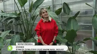 STARLİÇE (STRELİTZİA) ÇİÇEĞİ BAKIMI NASIL YAPILIR | ÇİÇEKÇE