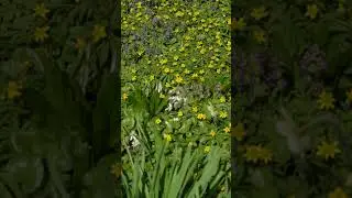 🌸 Анемоны в 